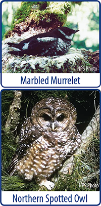 A marbled murrelet, photo courtesy of the National Park, and a northern spotted owl, photo by Larry Meade.